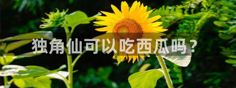 黑料免费:独角仙可以吃西瓜吗?